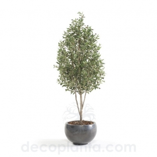 ÃRBOL OLIVO MINI DECOPLANTA 1806003
