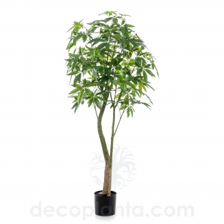&Aacute;RBOL PACHIRA  DECOPLANTA 427678 - EN STOCK