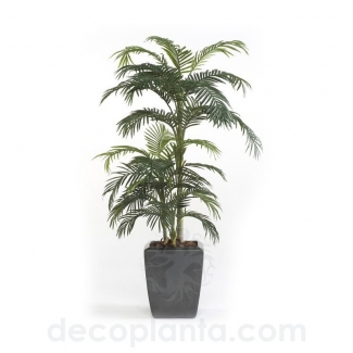 &Aacute;RBOL PALMERA PREMIUM  DECOPLANTA - EN STOCK