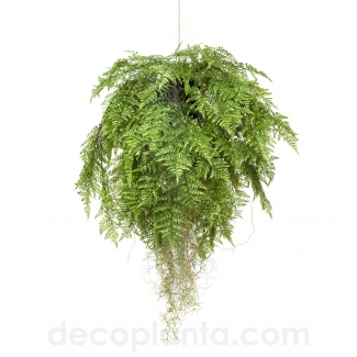 HELECHO COLGANTE CON RA&Iacute;CES DECOPLANTA  423054 - EN STOCK