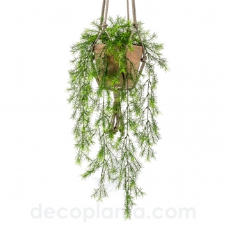 ASPARAGUS SPRENGERI COLGANTE  DECOPLANTA  420221 - EN STOCK