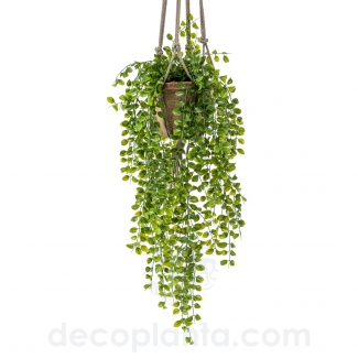 FICUS PUMILA COLGANTE DECOPLANTA 420809 - EN STOCK