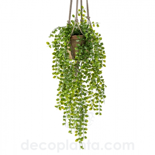 FICUS PUMILA COLGANTE  DECOPLANTA  420809